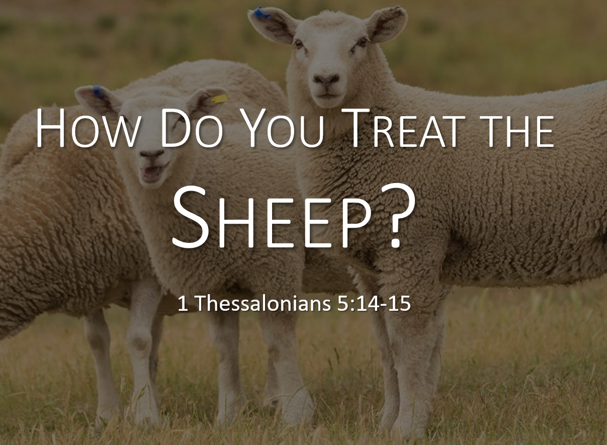 How Do You Treat The SHEEP?